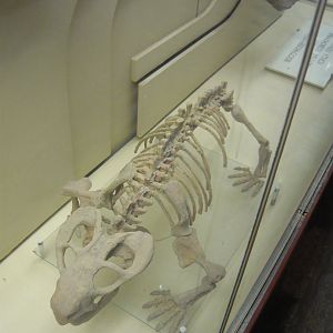Australobarbarus skeleton