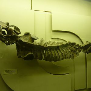 Dicynodon trautscholdi skeleton