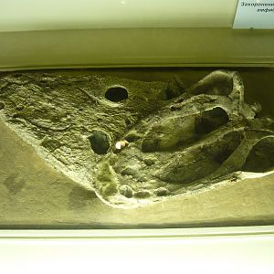 Eryosuchus garjainovi skulls