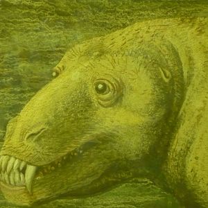 Carnivorous dinocephalian reconstruction