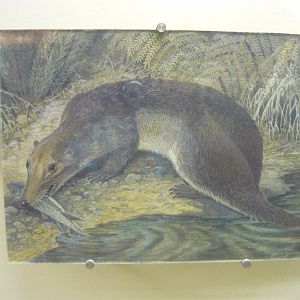 Annatherapsidus petri reconstruction