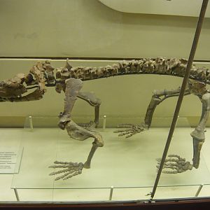 Scylacosuchus orenburgensis skeleton