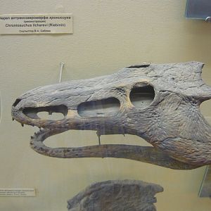 Chroniosuchus licharevi skull (model)