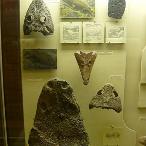 Temnospondyli exhibition
