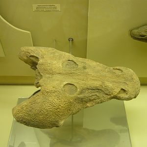 Melosaurus kamaensis skull