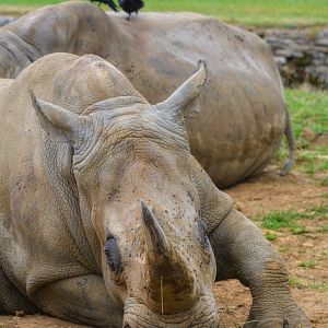 White Rhinos
