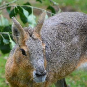 Patagonian Mara