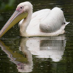 Eastern White Pelican