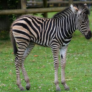 Champan Zebra Colt