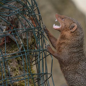 Dwarf Mongoose