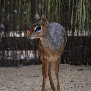 Dik Dik