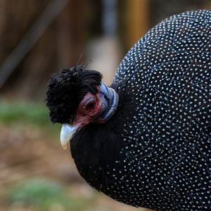 Crested Guinea Fowl