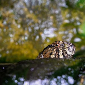 Chinese Crocodile Lizard
