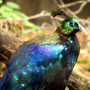 Male Himalayan Monal