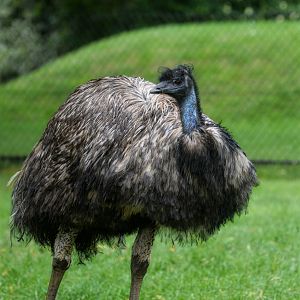Emu