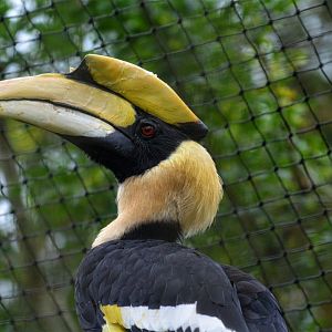 Indian Hornbill