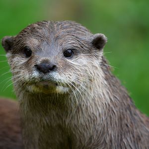 Oriental Short Clawed Otter