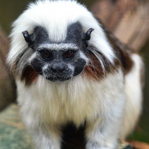 Young Cotton top Tamarin