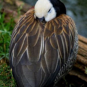 White Faced Whistling Duck
