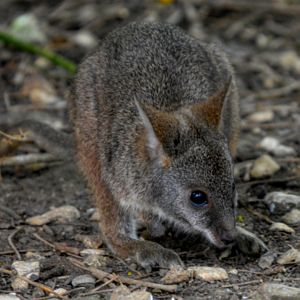 Young Parma Wallaby