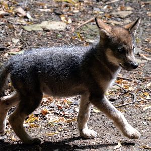 European Wolf pup
