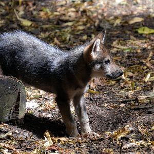European Wolf Pup