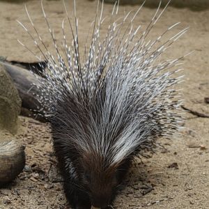 Crested Porcupine