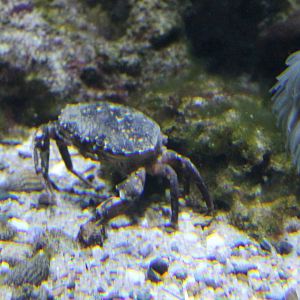 Crab-species