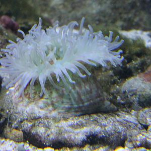 Sea-anemone-species
