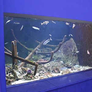 Cold-water sea-aquarium