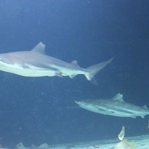 Blacktip Reefsharks