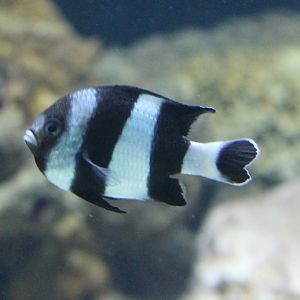 Blacktailed damselfish