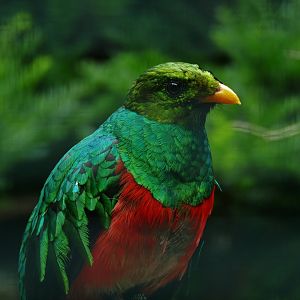 Golden-headed quetzal