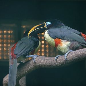 Chestnut-eared aracari