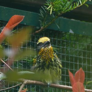 Gilded Barbet