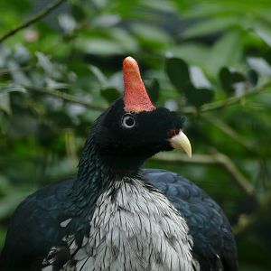 Horned Guan