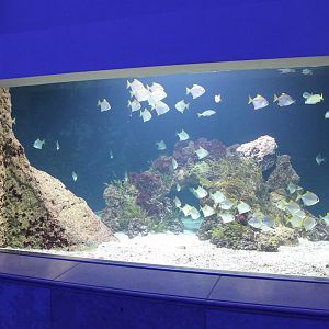 Aquarium