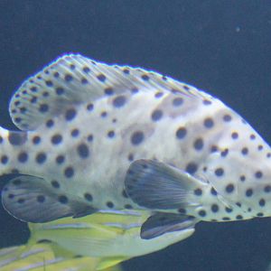 Panther grouper