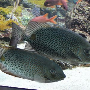 Goldlined spinefood - Siganus guttatus