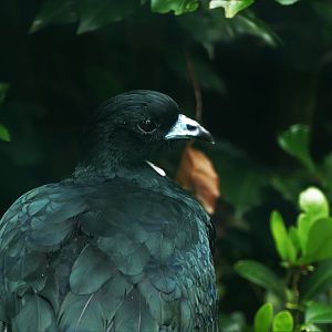 Wattled Guan