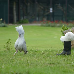 Kagu getting intimidated by a boot