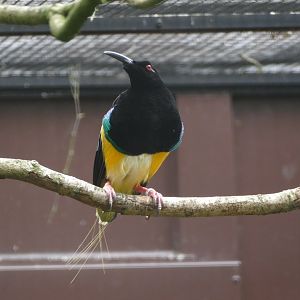 Twelve-wired bird-of-paradise