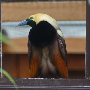 Raggiana Bird-of-paradise