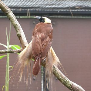Greater bird-of-paradise