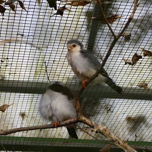 African pygmy-falcon