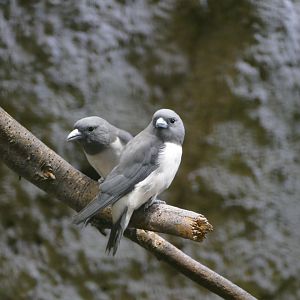 White-breasted woodswallows