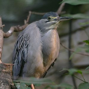 Green-backed heron
