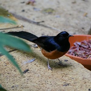 White-rumped Shama