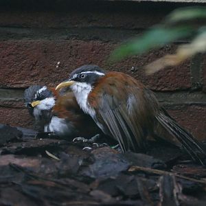 Chestnut-backed scimitar babbler