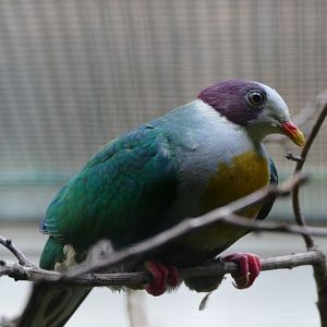 Yellow-breasted fruit-dove